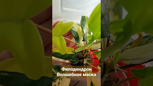 Филодендрон волшебная маска Philodendron magic mask