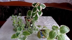 Плектрантус (Plectranthus) . Уход и содержание в домашних условиях