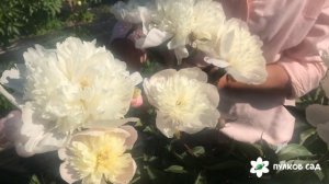 Мирный пион. Пулков сад (2022 г)