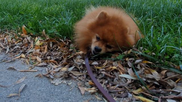 Как Приучить Собаку К Команде Вперёд смотреть онлайн