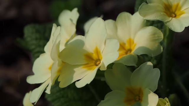 Primula vulgaris смотреть онлайн