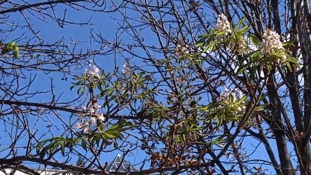 Каштаны цветут... в октябре смотреть онлайн