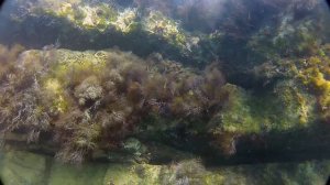 Прогулка по мелководью Чемитоквадже