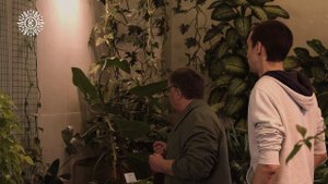 Тропические лианы в Царицыно