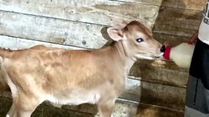 ПРОДАЕМ ТЕЛОЧКУ ДЖЕРСИ ️НЕ СПЕША В ХОРОШИЕ РУКИ️ ватсапп 8 961 157 00 44