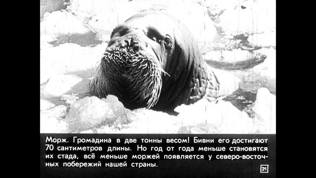 Диафильм Красная книга смотреть онлайн