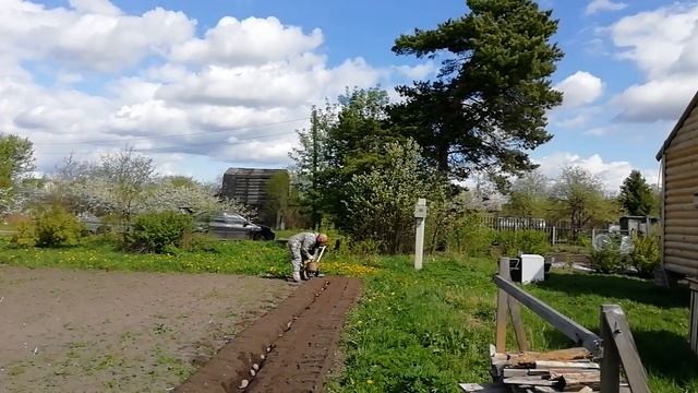 САЖАЕМ КАРТОШКУ МОТОКУЛЬТИВАТОРОМ