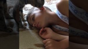 Кошка породы  Кельтская (Европейская короткошёрстная)