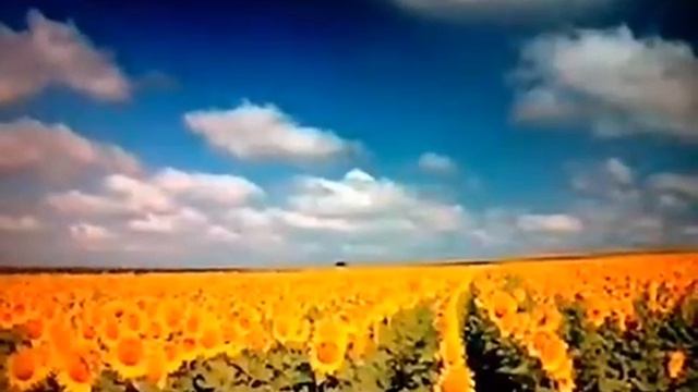 Banatsko jutro - Živka Torbica смотреть онлайн