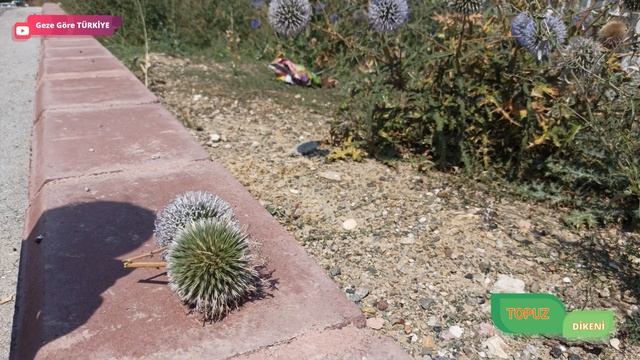 Topuz Dikeni / Topuz Otu / Echinops ritro / Nasıl Yenir / Basur tedavisi смотреть онлайн
