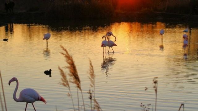 Flamants roses de magnifiques oiseaux-Фламинго красивые птицы смотреть онлайн