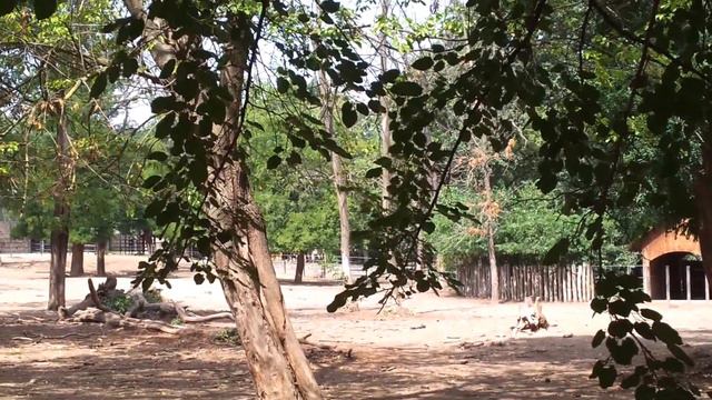 2015 07 28 - Vadaspark 14of41 - Nyíregyháza - Sóstó [ Zebra ] смотреть онлайн