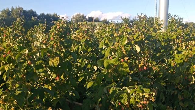 КАК заработать на малине? В гостях у дяди Пети! смотреть онлайн