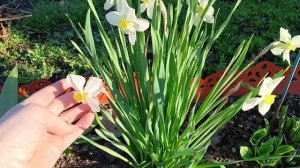 АПРЕЛЬСКОЕ УТРО НА ДАЧЕ