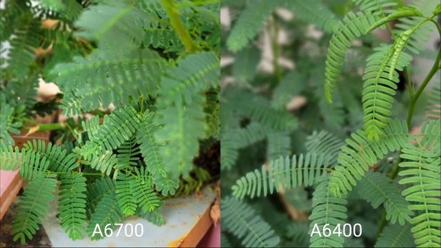 The New Sony A6700 VS Sony A6400 | DAYLIGHT | Camera Test