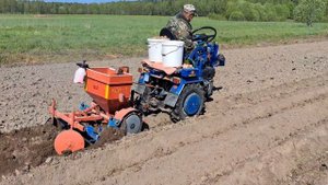 Посадка картофеля мотоблоком МТЗ и картофелесажалкой КСН-1