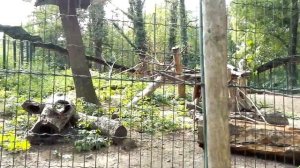 Берберские обезьяны в зоопарке ( Zoo Aschersleben ) 22.7.2019