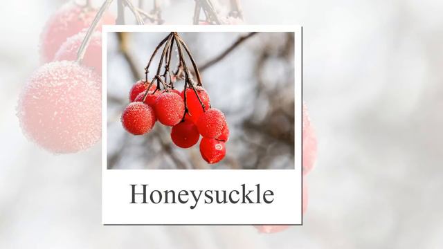 Berries Flashcards for children in English смотреть онлайн