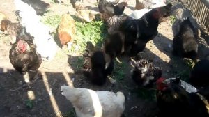 какая курица клюёт яйцо , и совет