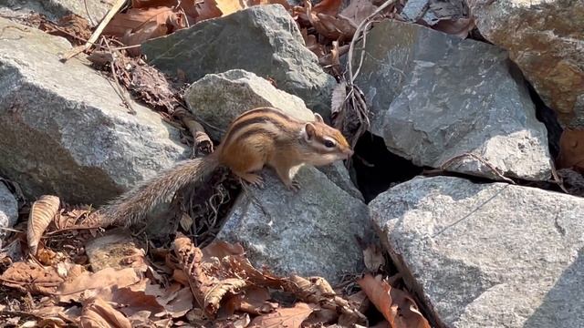 Откармливаем бурундука после зимней спячки. Владивосток. Ботанический сад. смотреть онлайн