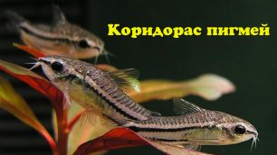 Коридорас пигмей - Corydoras pygmaeus