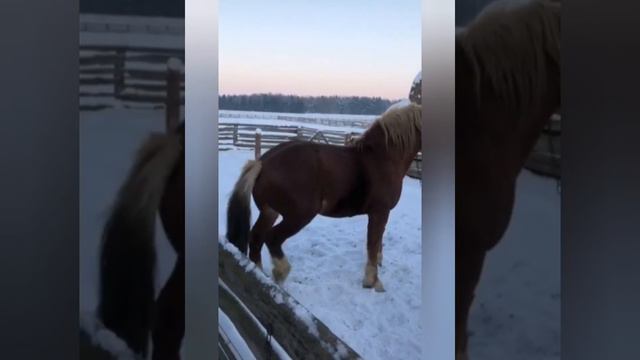 #Stallion#Phalos #Gnedoymustang looking for # Malvina for planting#ЖЕРЕБЕЦ ПРОДАЕТСЯ#СОВЕТСКИЙ 900К смотреть онлайн