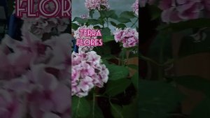 Гортензия крупнолистная "Saxon Candy Heart Pink".