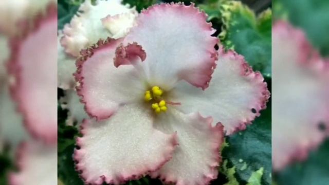 КРАСИВОЦВЕТУЩИЕ ФИАЛКИ. смотреть онлайн