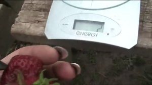 Земляника садовая Цунаки. Июль 2017 г//Секреты хороших урожаев.