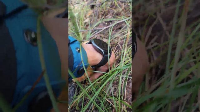 Огромный Белый гриб, еле выдернул. Гуляя по лесу. смотреть онлайн