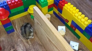 Чем кормить хомячка! ЛАБИРИНТ для хомяка КАК СОДЕРЖАТЬ ДЖУНГАРИКА ДОМА Как приручить хомячка