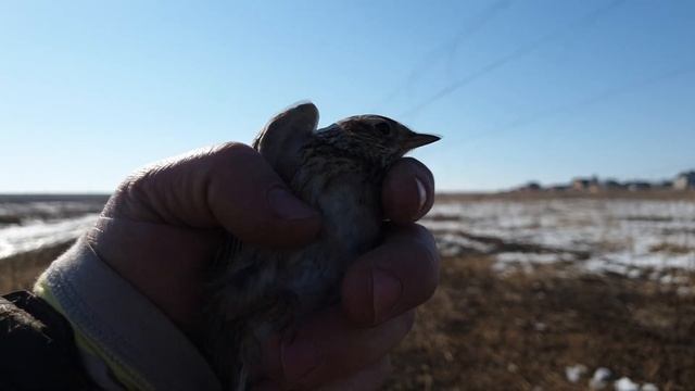 Ловля певчих птиц. Пролетные полевые жаворонки ОСкой. Бонусный фрагмент 2019 года с провиской. смотреть онлайн