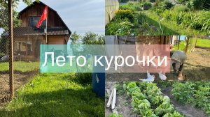 Лето, курочки