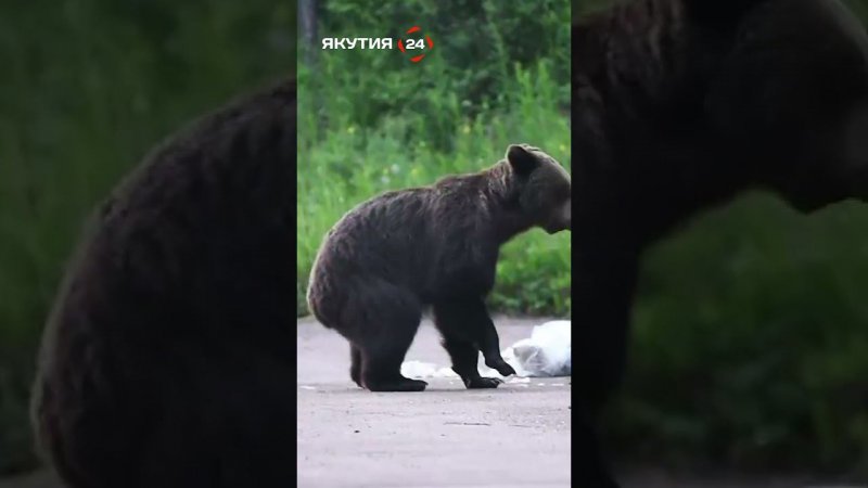 ИИ научат узнавать диких животных в Якутии/AI will be taught to recognize wild animals in Yakutia