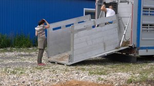 Молочные овцы породы Лакон приехали на ферму