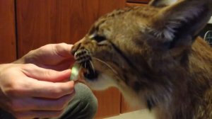 Домашняя Рысь (Bobcat in the house) - Ест арбуз