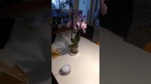 Колонка Алиса разговор