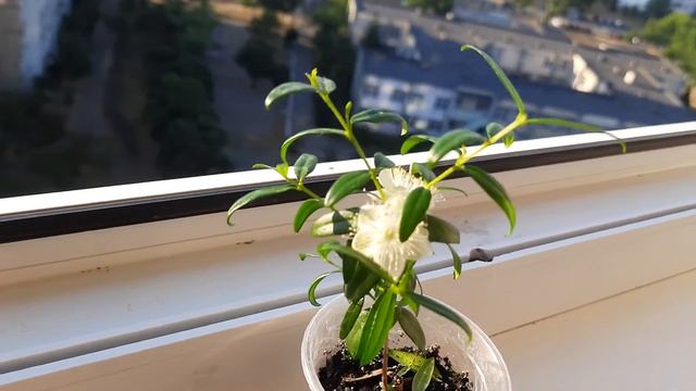 Цветение мирта смотреть онлайн