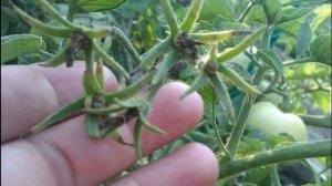 ТОМАТ 33 БОГАТЫРЯ - СРЕДНЕСПЕЛЫЙ КРУПНОПЛОДНЫЙ ПОПУЛЯРНЫЙ НЕПРИХОТЛИВЫЙ СОРТ