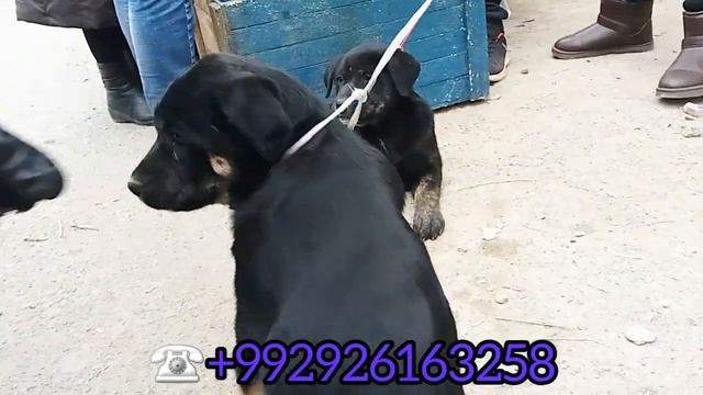 Нархи саг, сагбозори Хучанд/Собачий рынок города Худжанда/