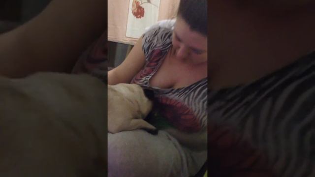 Воспитание мопса смотреть онлайн