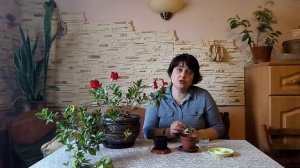 Мандевилла(Дипладения)-удивительно красивый цветок.Уход,размножение.