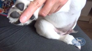 Как стричь когти щенку