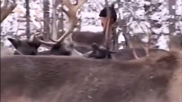 Разговор с бабушкой про Тынду. Поселок Тындинский,БАМ