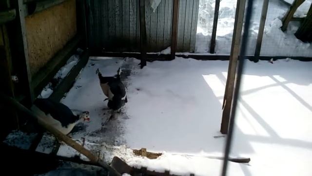 Загорские белогрудые цесарки