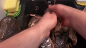 КРУТОЙ ПОСОЛ РЫБЫ? Как я Солю и Вялю МНОГО КРУПНОЙ РЫБЫ? Плотва, Тарань, Сорога, Лещ, Окунь, Густер