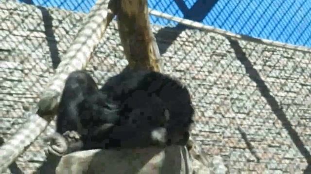 Шимпанзе Филя и Люся в помещении и на улице 23.05.2022 смотреть онлайн