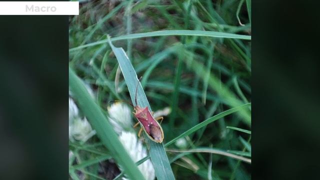 IQOO Z5 vs Xiaomi 11 lite NE 5G Camera Comparison смотреть онлайн