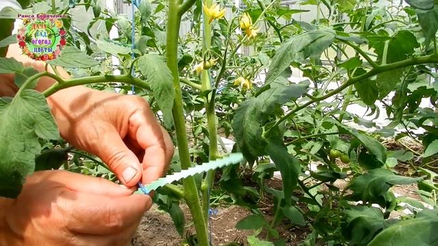 С одного куста помидора 15 килограммов томатов, подвязывая так смотреть онлайн