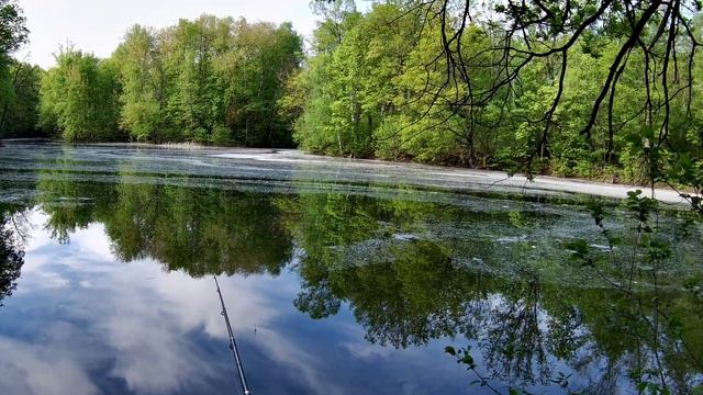 Рыбалка в Самаре. Карась. Поклёвки крупным планом!